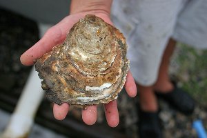 asian-oyster